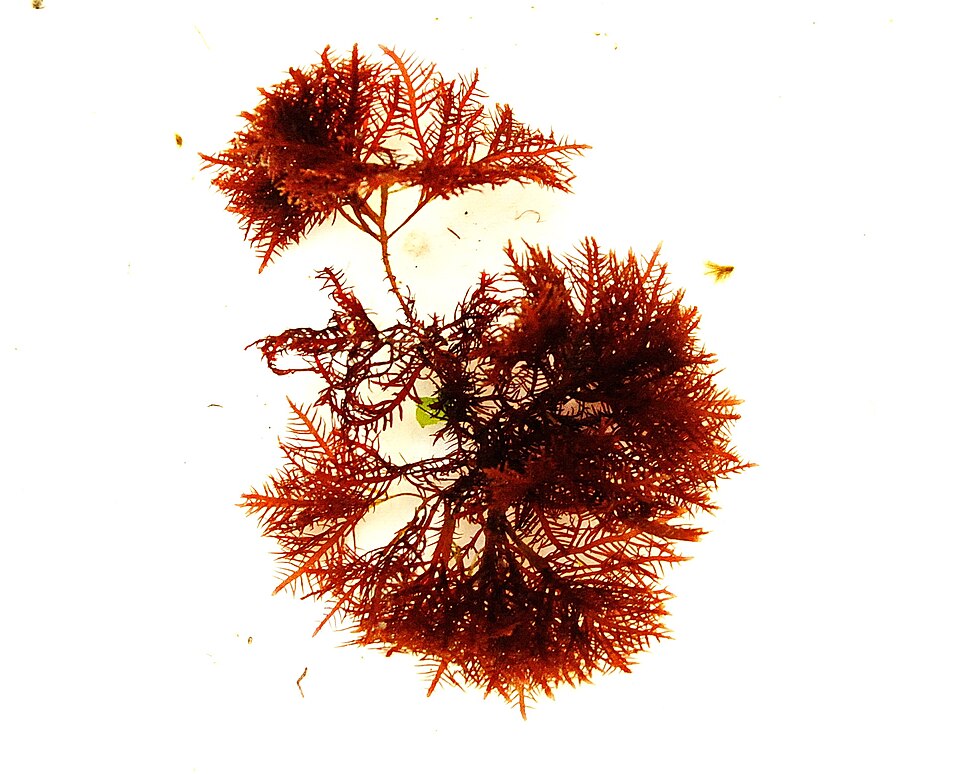 Gelidium red algae, a traditional source of agar, on a white background